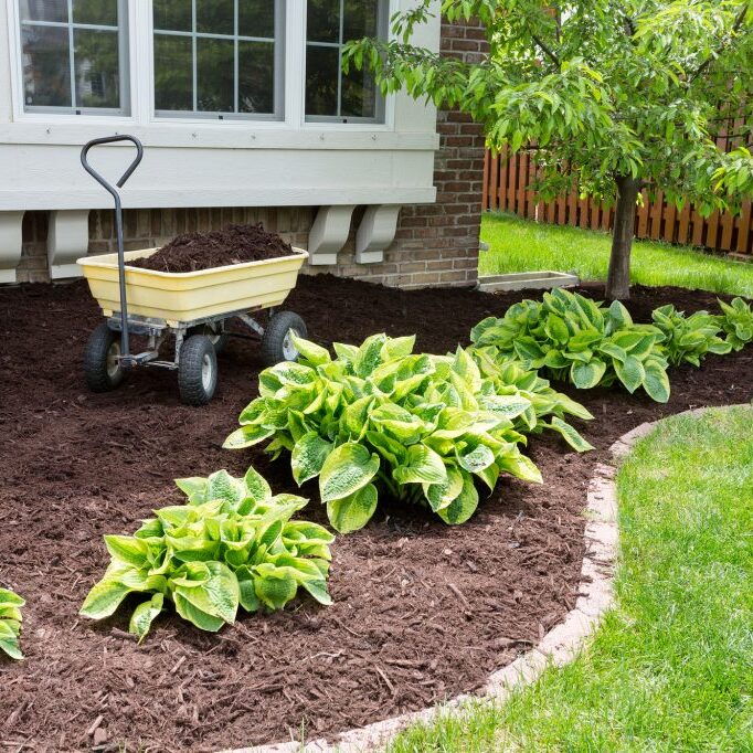 Garden maintenance in spring doing the mulching of the flowerbeds to keep down weeds and retain moisture in the soil
